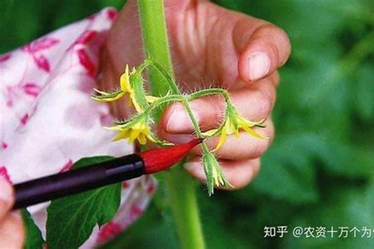 番茄的花怎么留