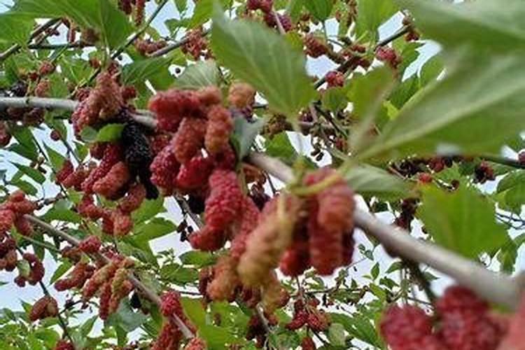 桑葚子开始红结果多可以再加施肥吗？
