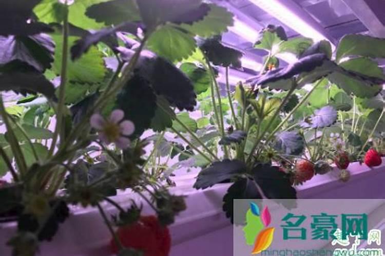 大花蕙兰春天发新芽后老叶要剪掉吗