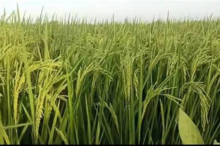 苦瓜怎么种植结瓜多