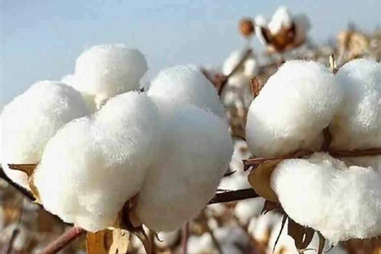 大棚苦瓜用什么药可以多结瓜