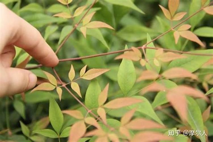 请教大师们,叶子边缘这样发黄是怎么了