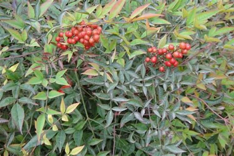 兰花茎腐病后不处理病毒会死吗