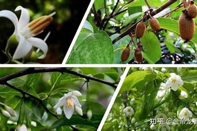 哪些花适用氮肥