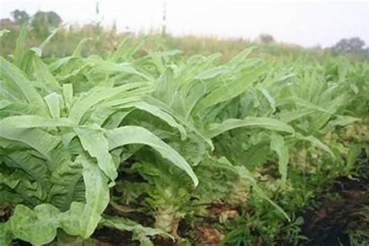 麻辣小龙虾怎么煮