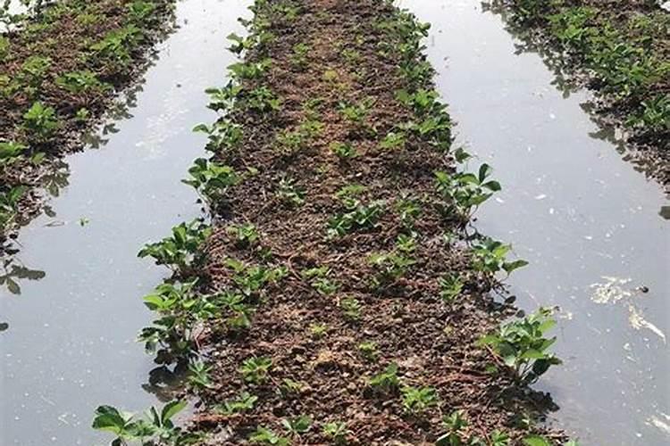 使用草莓防虫害多功能肥料有哪些技术？