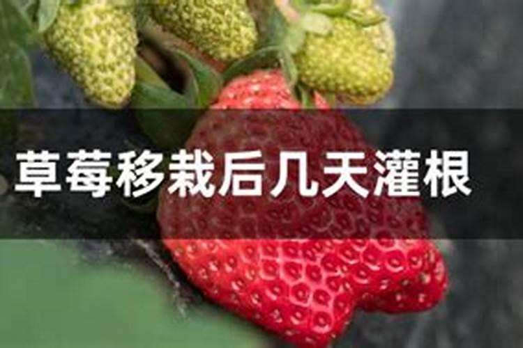 草莓开花期用什么肥料好