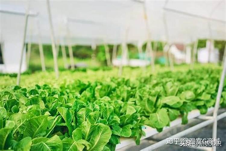 磷肥的作用是什么 磷肥怎么使用正确