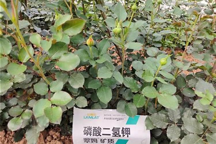 用什么水浇灌沙漠玫瑰花开满树