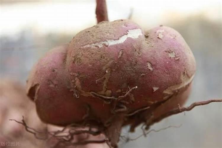 南瓜追肥用什么肥料好