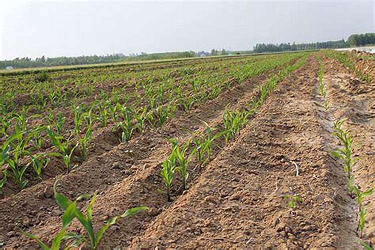 芸苔素内酯可以滴灌冲施吗一亩地冲是多少？