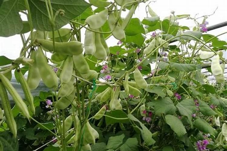 扁豆施什么肥料好