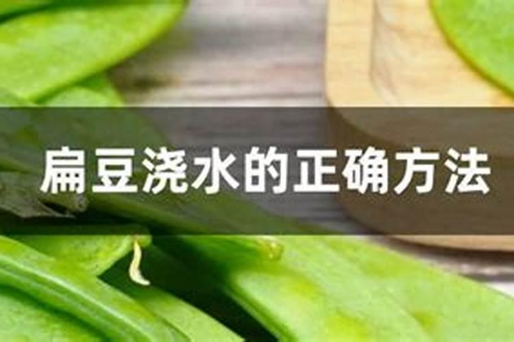 白扁豆施什么肥