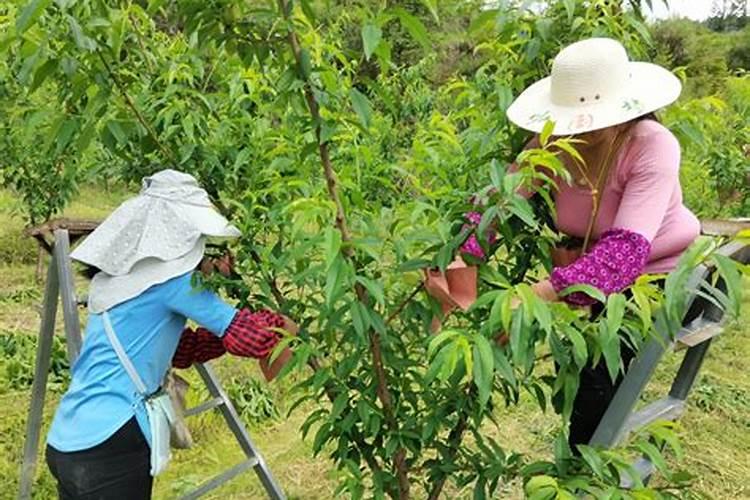 扁豆不开花不结果怎么回事