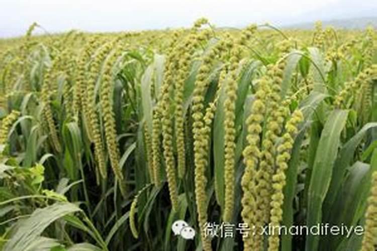 西红柿施肥的正确方法