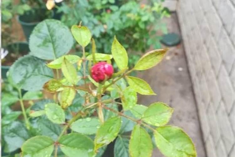 红薯中后期怎样施钾肥