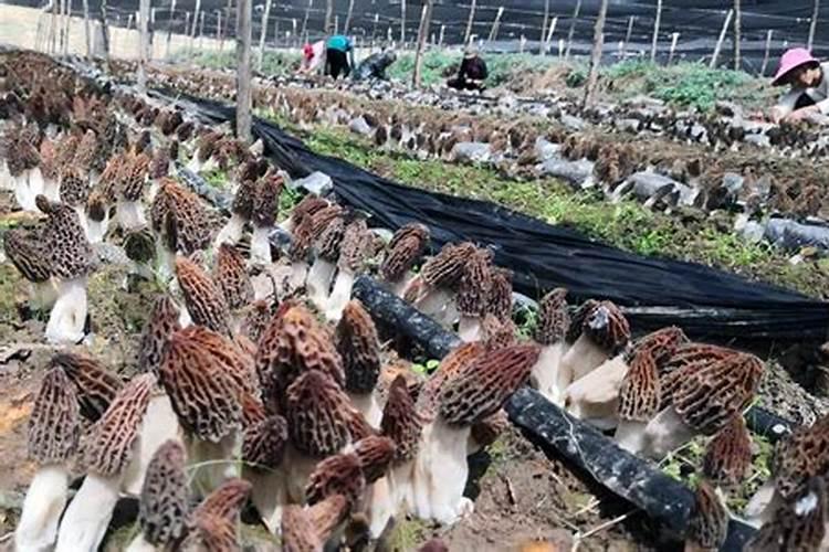 春季施用微生物菌肥需要注意些什么事项呢？