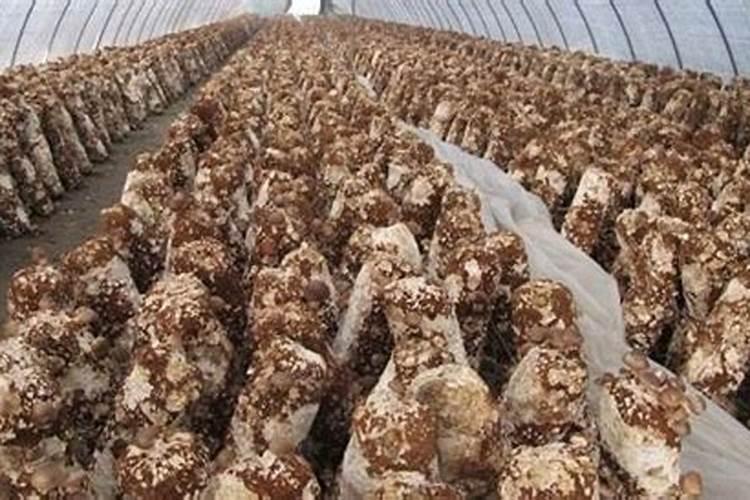 大棚蔬菜重茬比较严重,用哪种肥抗重茬效果好？