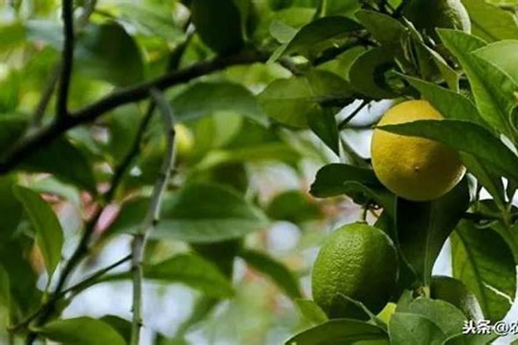 早熟苹果什么时候施钾肥最好？