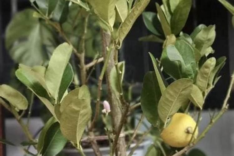 柠檬挂果后施什么肥
