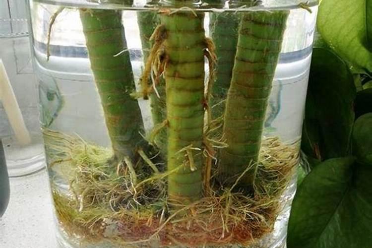 富贵竹施什么肥好