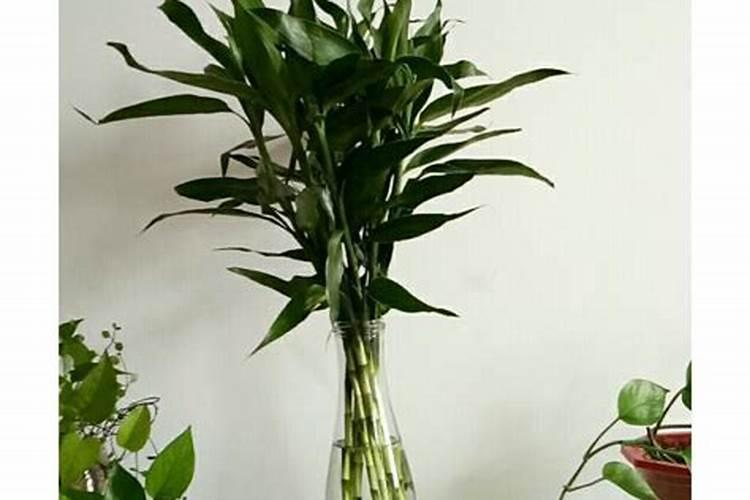水养富贵竹施什么肥