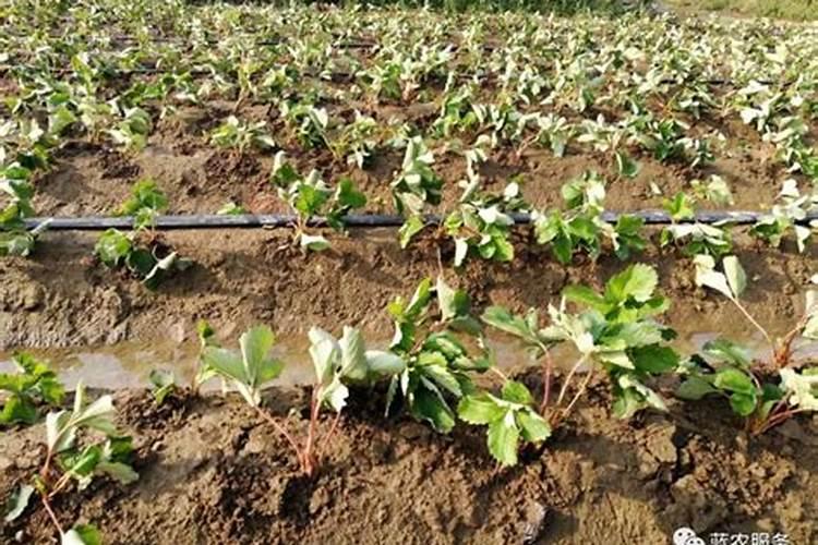 草莓苗种植多久能施肥 怎么施肥才能使草莓长势好