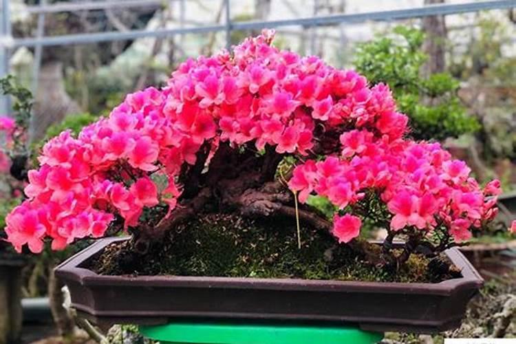 皋月杜鹃的繁殖方式