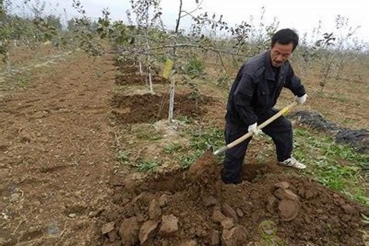 苹果树施肥最佳时间和方法及配方