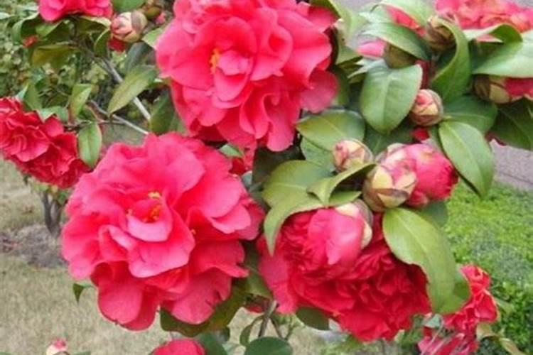 茶花育蕾期如何施肥浇水