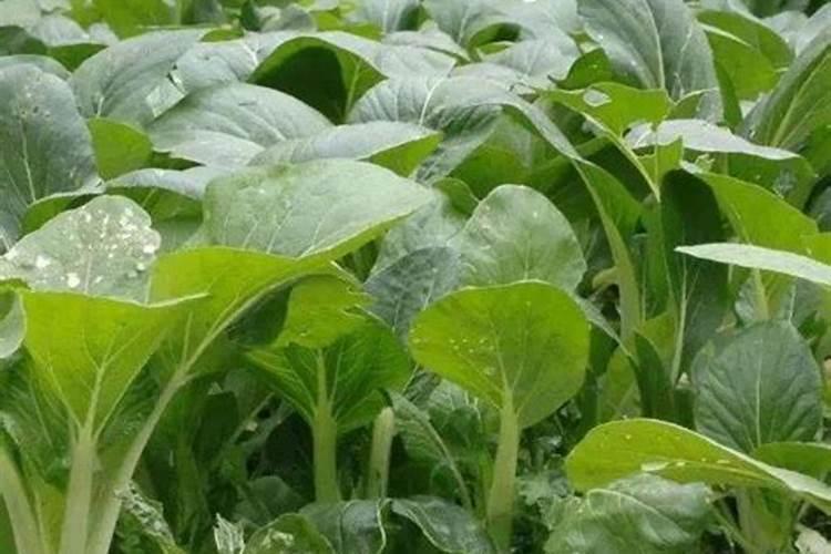 秋葵用什么肥料最好