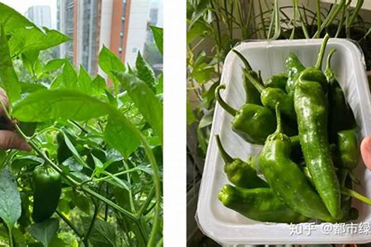沃柑保花保果最好的方法 沃柑花期如何保花保果