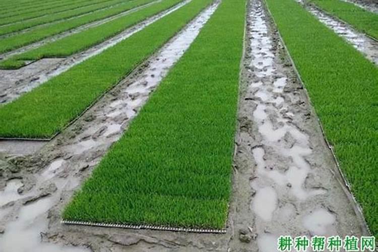 水稻秧苗什么时候施首次肥比较好？