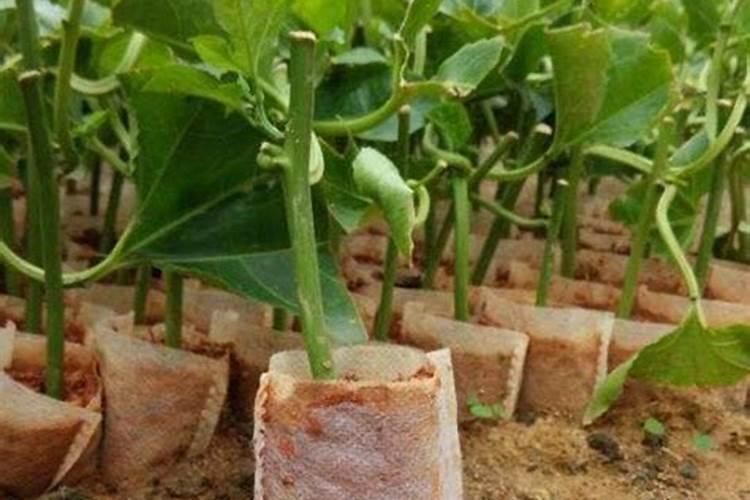 磷酸二铵可以叶面喷施吗？？？