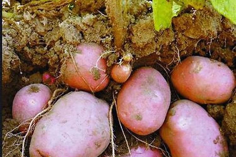 花椒树施肥时间 花椒树施肥时间是什么时候
