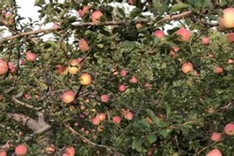 茄子夏季如何追肥腐植酸水溶肥呢？