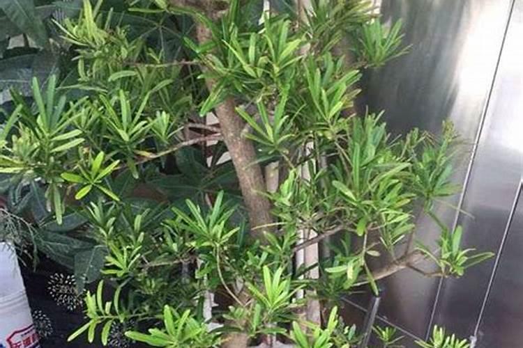 世界上十大名牌肥料排名