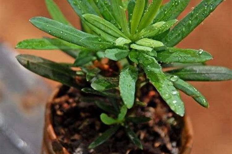氮肥特点及施用方法