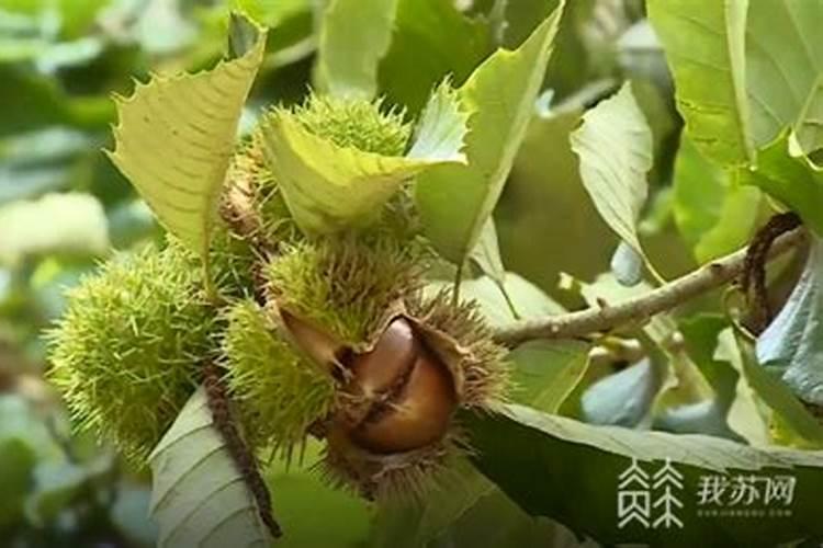 草莓花粉什么时候关闭？