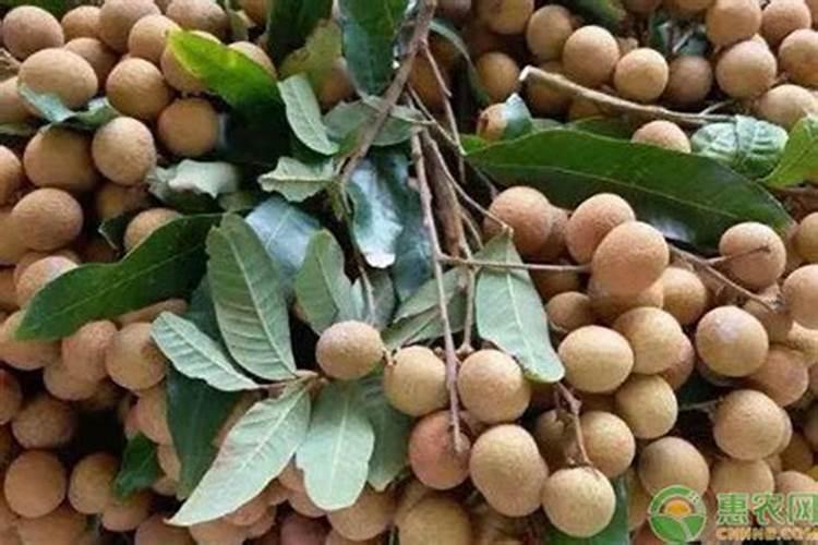玉米是否应该冲施钾肥呢？