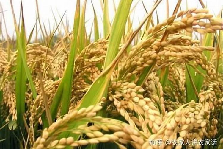 冲施肥什么时间冲最好？
