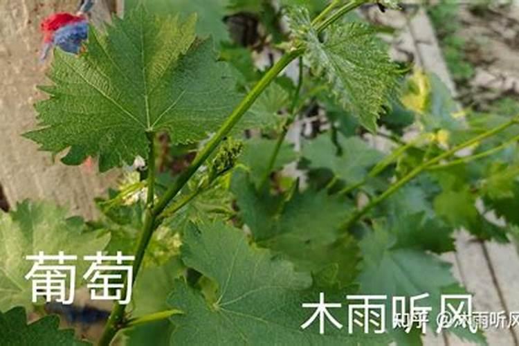 葡萄什么时候施肥 葡萄的施肥时间