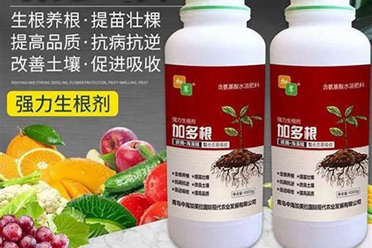 栀子花开花时应注意什么