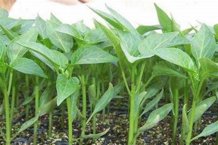 辣子苗的种植方法 辣子苗如何种植