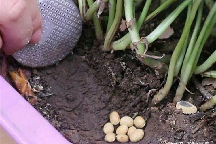 植物快速生长需要增加哪种肥料含量