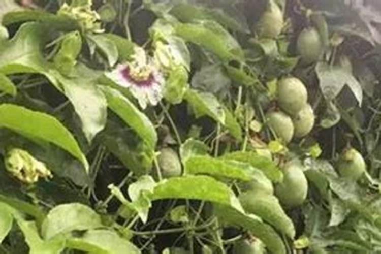 苹果树缺钙原因及防治方法