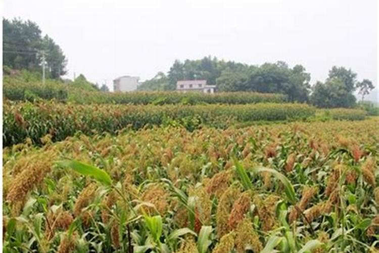 荔枝打什么杀菌鲜红色？