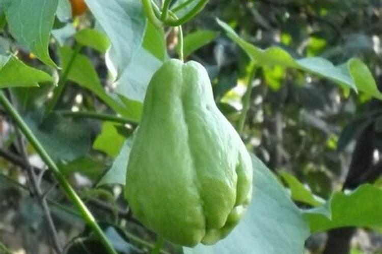 佛手山药种植技术？