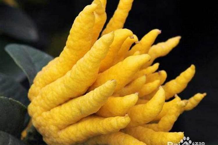 佛手瓜种植方法？
