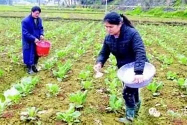 莴笋裂口可以连续使用硼肥喷施吗